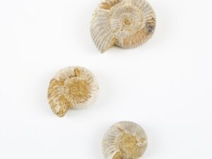 dactylloceras