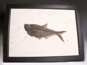 Fossilised Diplomystus Dentatus 1-1
