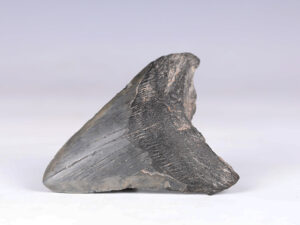 Large Megalodon-Tooth