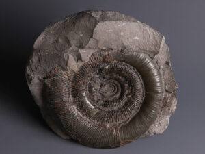 ammonite 1