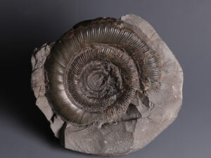 ammonite 2