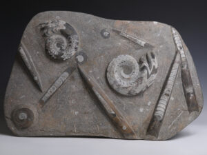 ammonite and orthoceras sheet