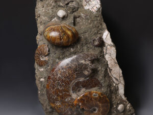 ammonite block