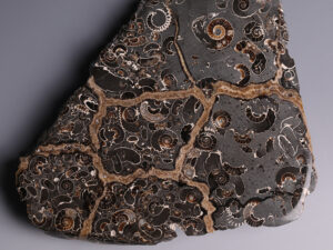Cretaceous Ammonite Cluster