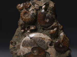 ammonite cluster