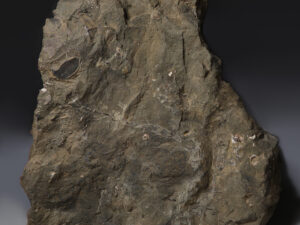 ammonite cluster reverse