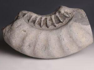 ammonite fragment