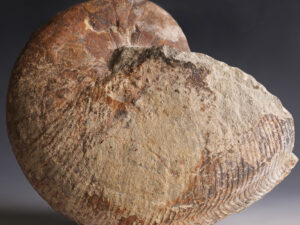ammonite large