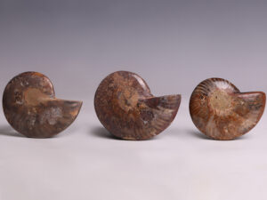ammonite selection