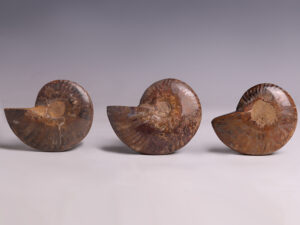 ammonite selection back