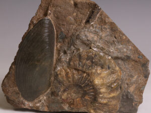bivalve and ammonite