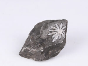 Chrysanthemum Stone Specimen