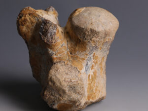 complete-vertebra