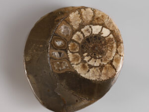 cross-section-of-dactylioceras-commune-1