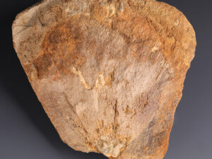 Fossilised Reptilian Humerus