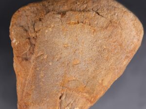 dinosaur footprint
