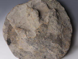 dinosaur footprint