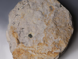 dinosaur footprint reverse