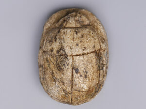 egyptian scarab dedicated hapy 2