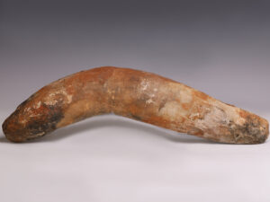 fish fossil