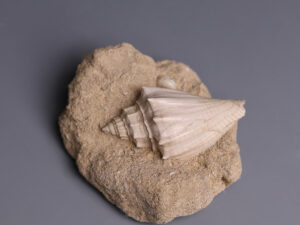 fossil-shell