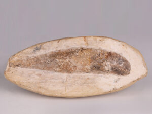 Fossilised Rhacolepis Buccalis Specimen