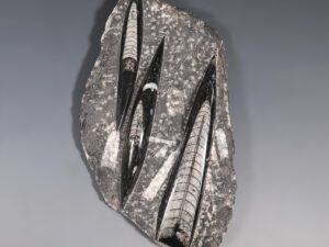 fossilised rock sheet of orthoceras cephalopods 2