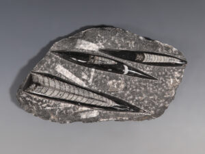 fossilised rock sheet of orthoceras cephalopods