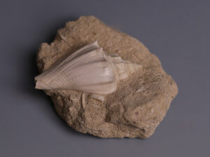fossilised shell