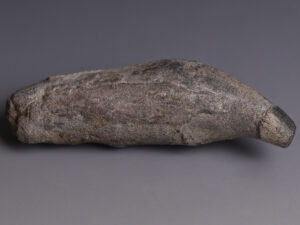 fossilised tooth