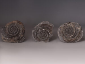 front of ammonites