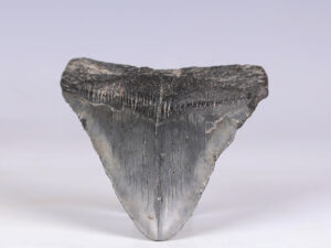 large Megalodon tooth