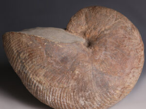 large ammonite