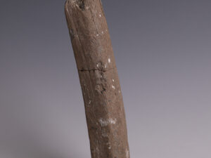 limb bone plesiosaur
