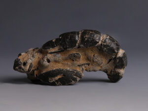 lobster fossil 1