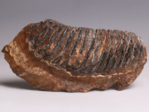 mammoth-tooth