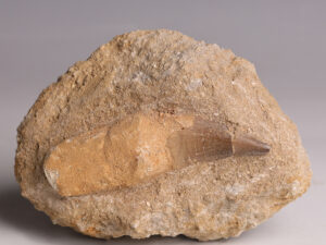 mososaur tooth