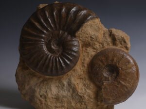 pair of ammonites