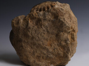 pair of ammonites reverse