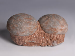 pair of dendrolithus hadrosaur dinosaur egg fossil