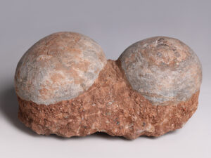 pair of fossilised dendrolithus hadrosaur dinosaur eggs.