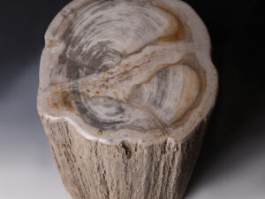 petrified log face
