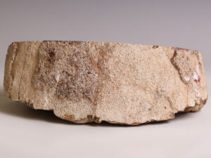 petrified-wood-