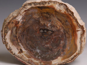 petrified wood