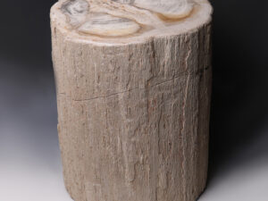 petrified wood log
