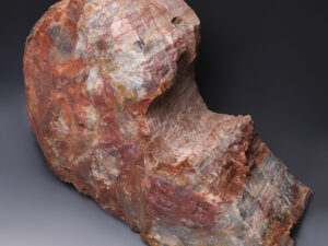 petrified wood side