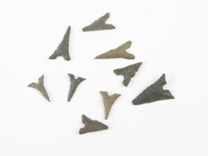 prehistoric baby shark teeth