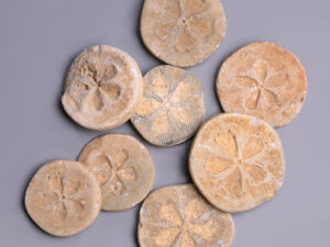 Selection of Ancient Egyptian Steatite Floral Inlay Discs