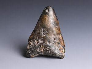 Fossilised Shark Tooth