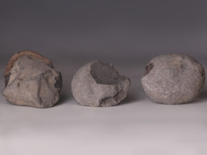 stone ammonites reverse